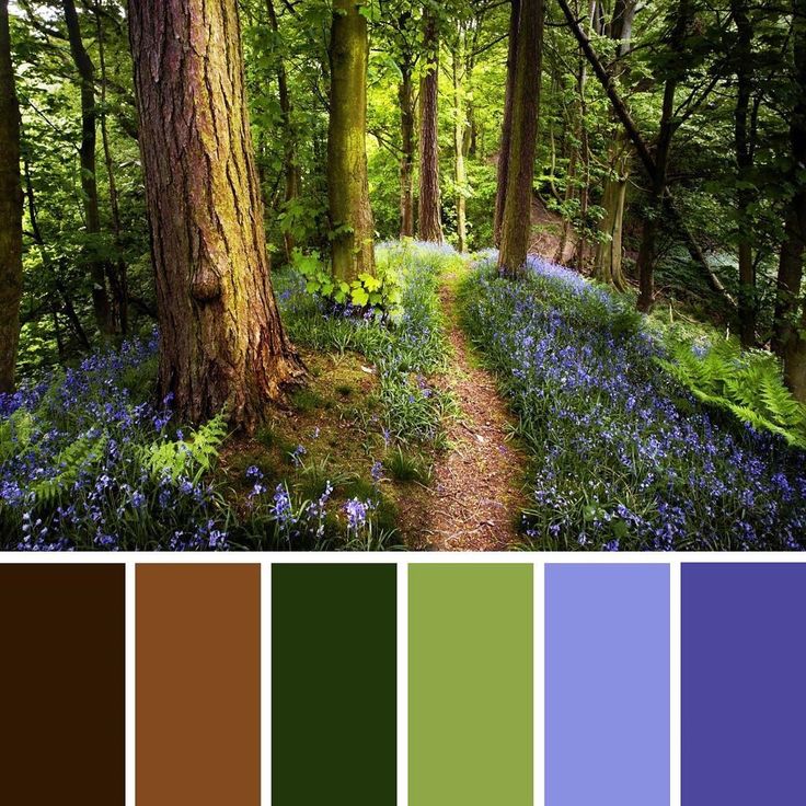 an image of a forest with bluebells and trees in color palette swatches