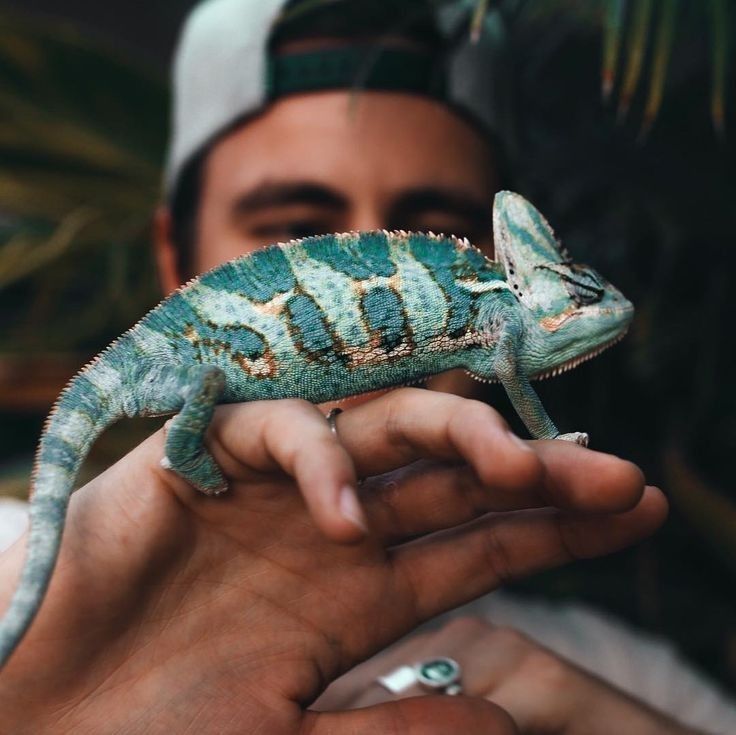 a man holding a small chamelon in his hand