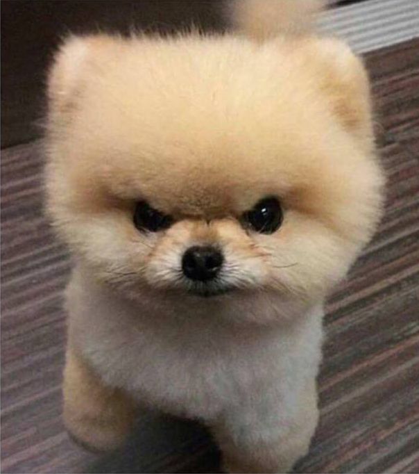 a small brown dog standing on top of a wooden floor