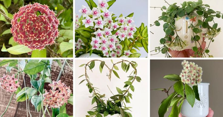 four different types of flowers and plants in vases with leaves on the top one