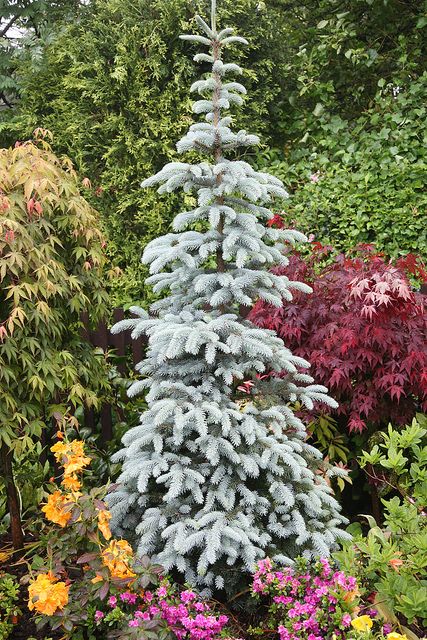 a blue fir tree surrounded by colorful flowers