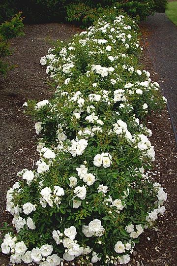 white flowers are growing along the side of a path in front of some bushes and trees