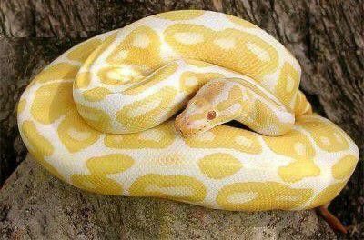 a yellow and white snake curled up on top of a tree trunk with its head resting on it's back