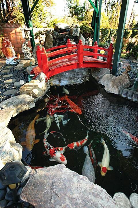 a red bridge over a pond with many koi fish swimming in it and some rocks