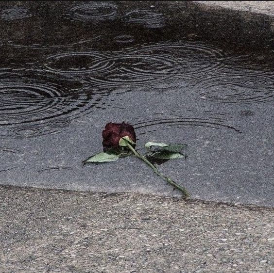 a single rose that is sitting in the street water puddles are coming up on it