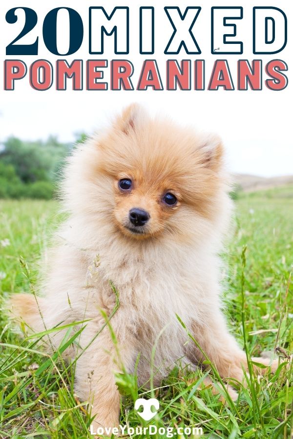 a small dog sitting in the grass with text overlay that reads 20 mixed pomeranians