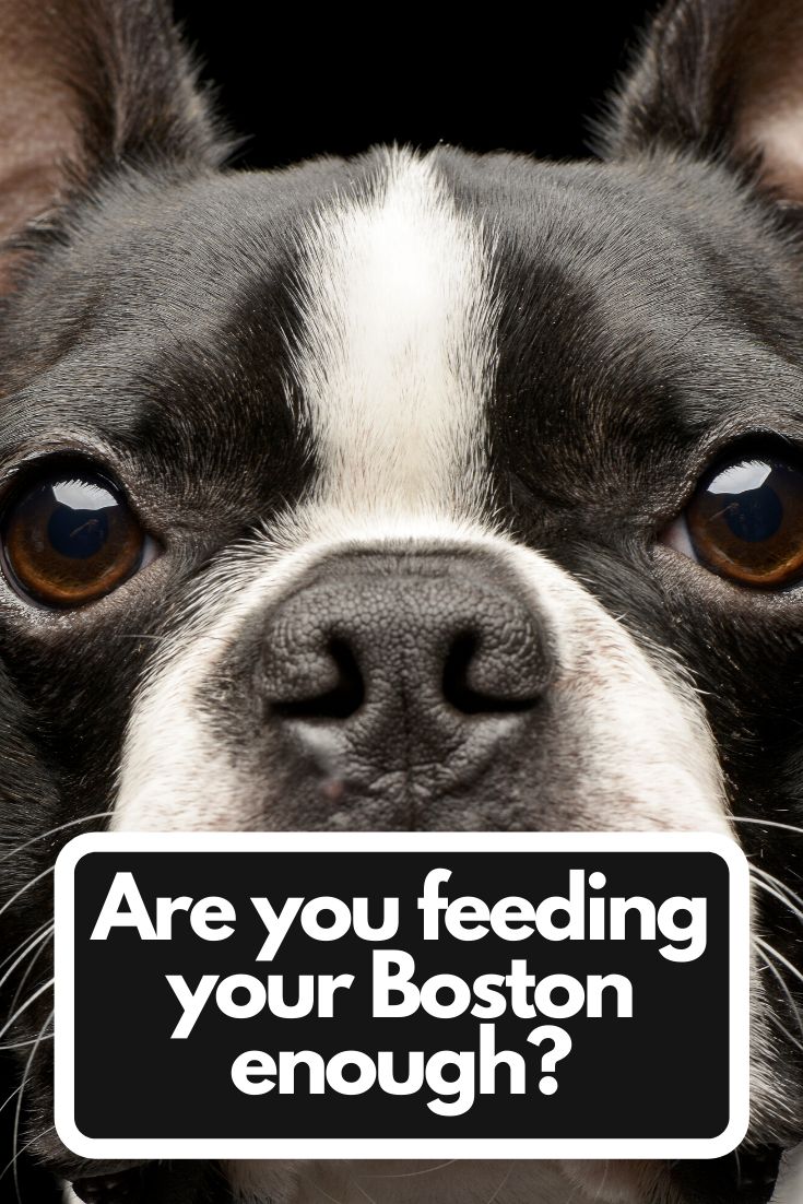 a boston terrier is looking at the camera with an ad on it's face