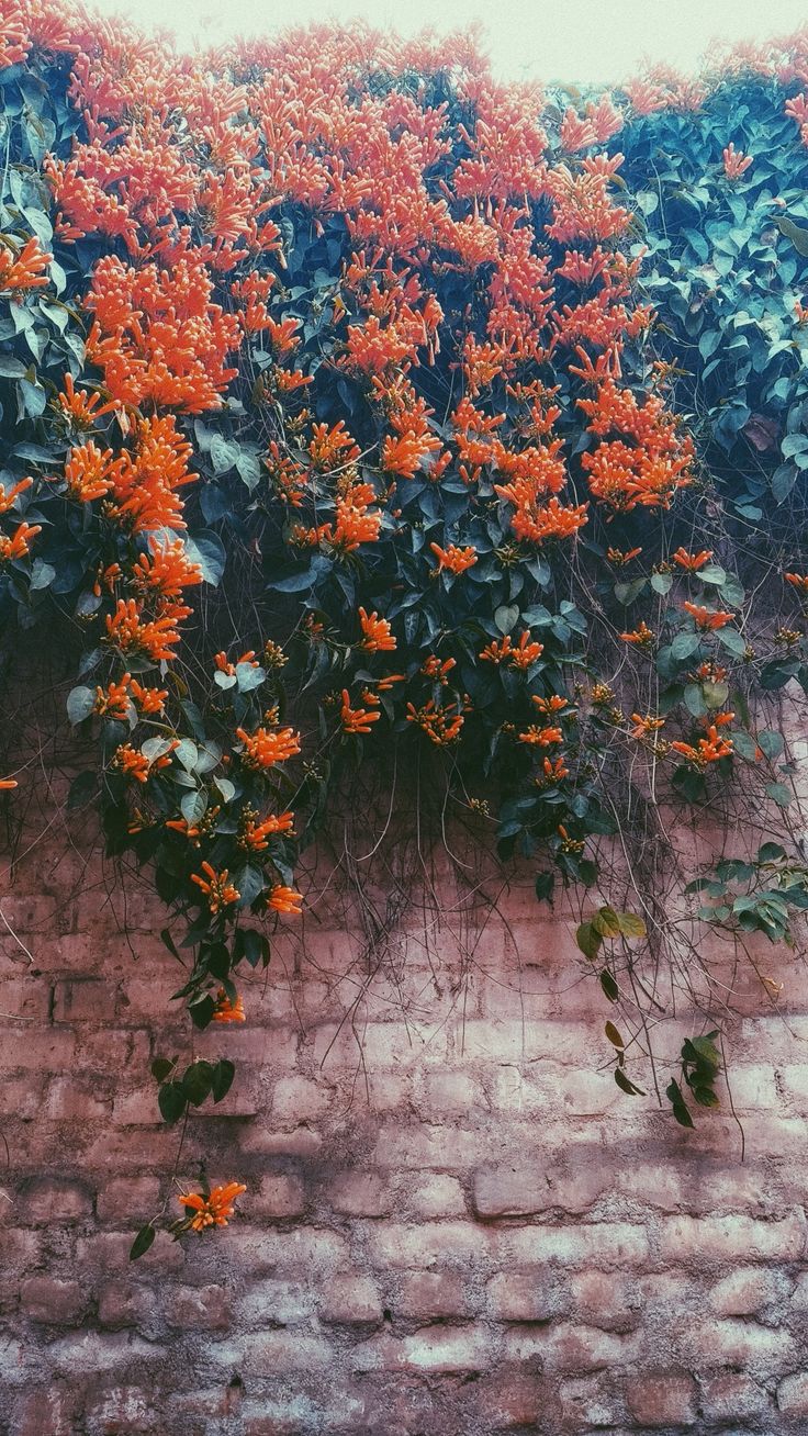 an orange flower growing on the side of a brick wall