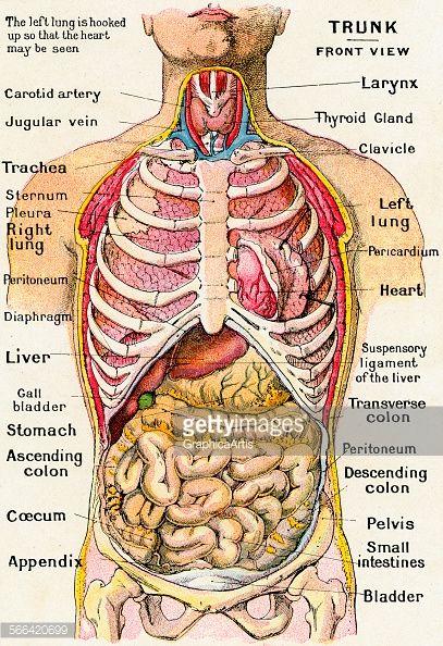 diagram of the human body organs and their functions