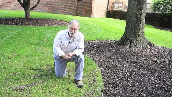 an old man sitting on the grass in front of a tree