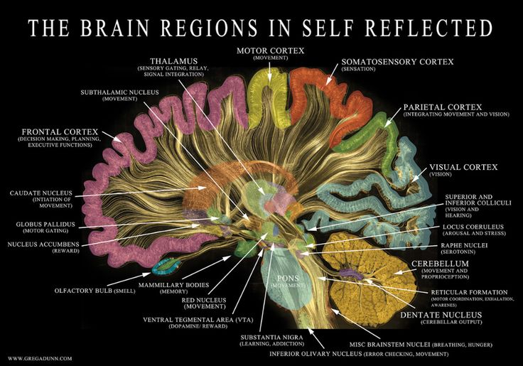 the brain regions in self - reflected with their corresponding names and functions, as well as labels