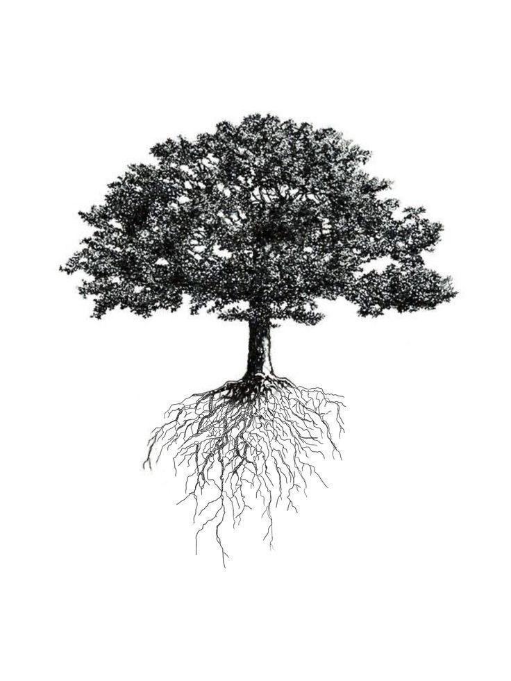 a black and white photo of a tree with roots