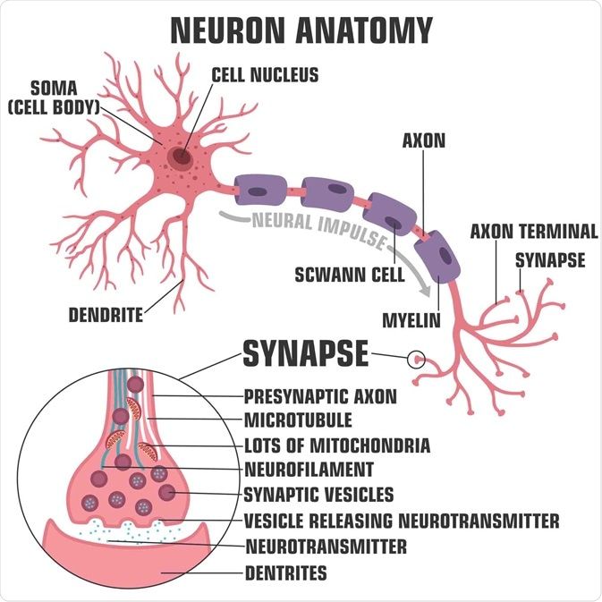 the anatomy of an organ and nervous system, with labels on each side of it