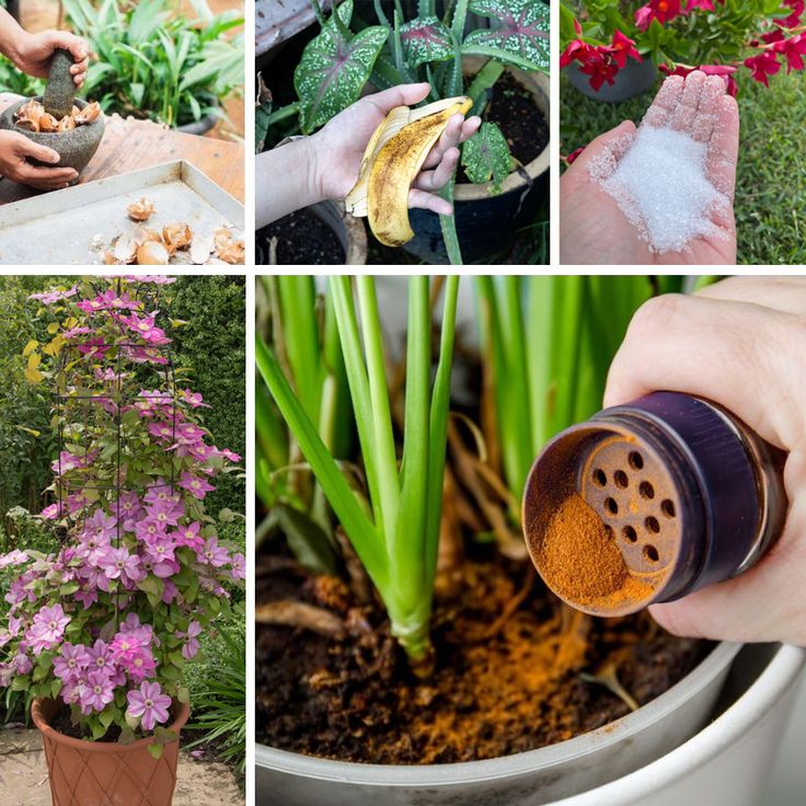 four pictures with different types of flowers and plants in the middle one has an herb grinder on it