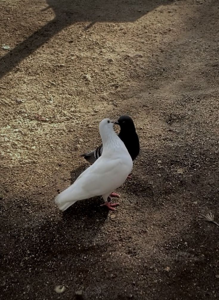 a black and white bird is standing on the ground