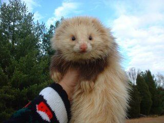 a ferret that is sitting on someone's hand with his arm wrapped around it