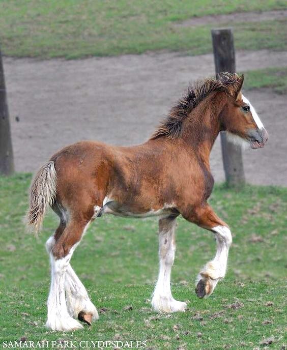 a brown and white horse standing on top of a lush green field