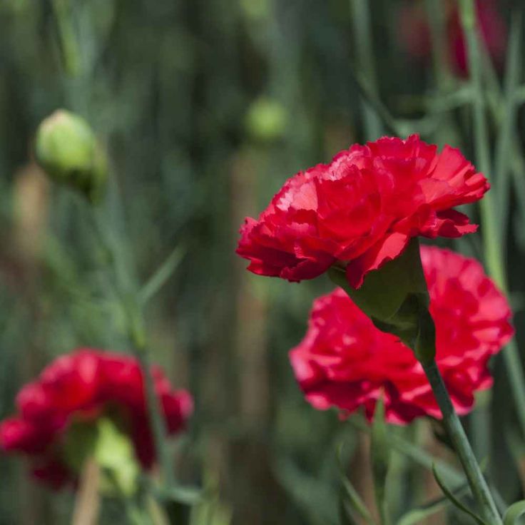 red flowers with green stems in the background