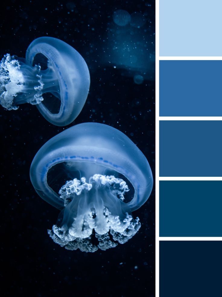 two jellyfishs floating in the water with blue hues