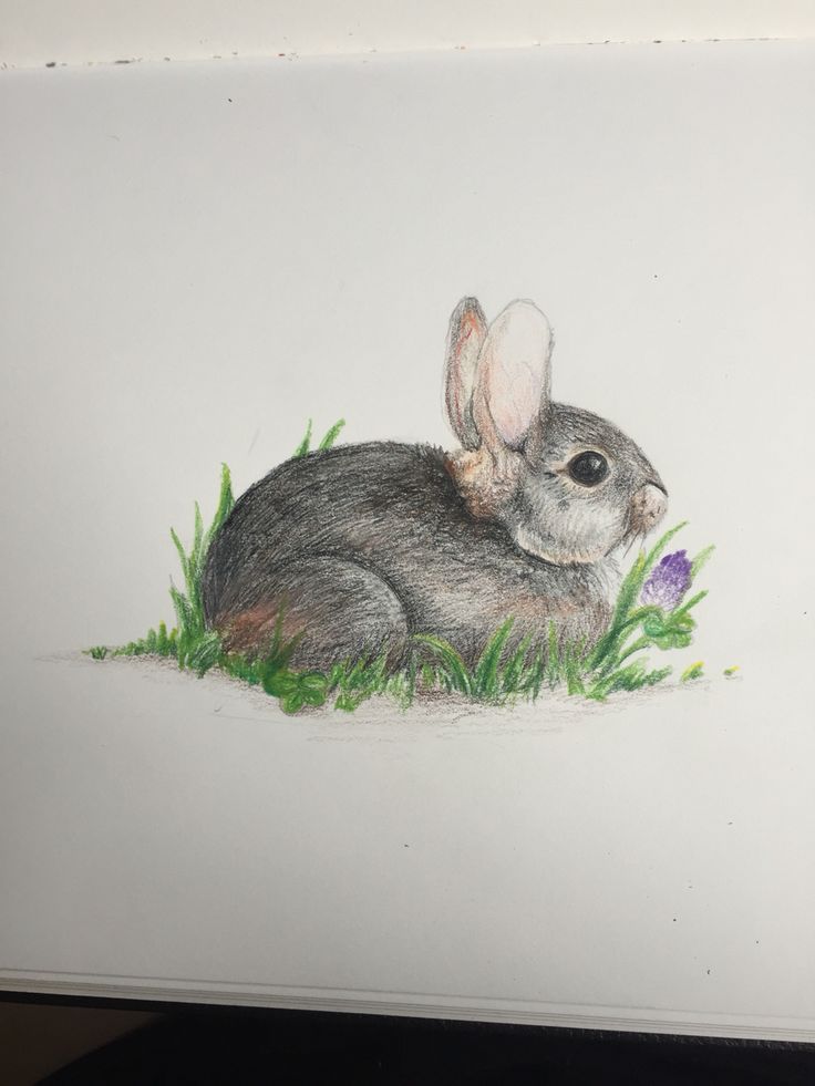 a drawing of a bunny sitting in the grass with a flower on it's side