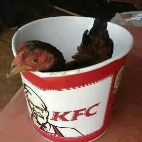 a small bird sitting in a bucket on top of a table