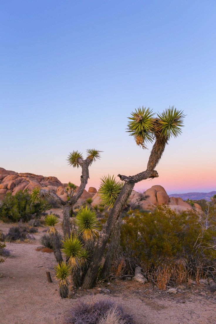 joshua tree in the desert at sunset