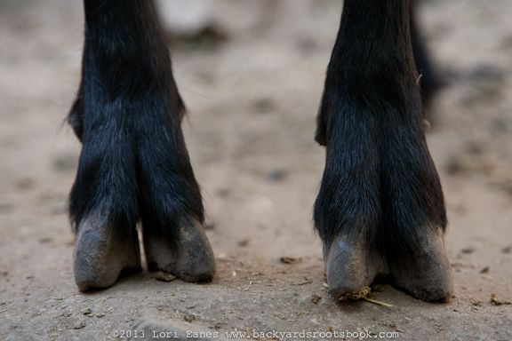 the legs and feet of a horse with black fur on it's back paws