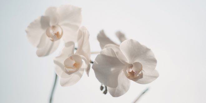 three white orchids are shown against the sky