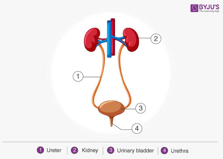 the anatomy of the kidney and its major vessels, including the urchinry bladder