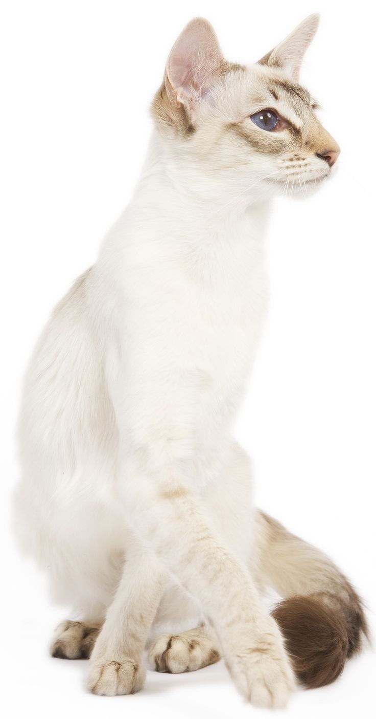 a white cat with blue eyes sitting down