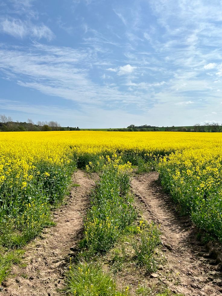 a dirt road in the middle of a field with yellow flowers