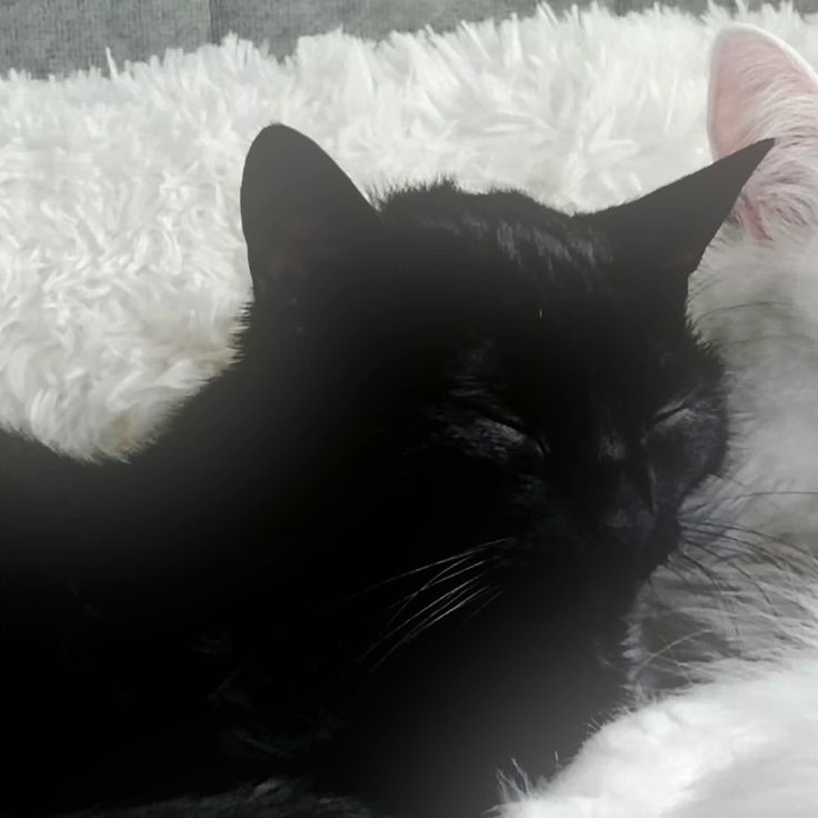 two black and white cats laying next to each other on a bed with fluffy blankets