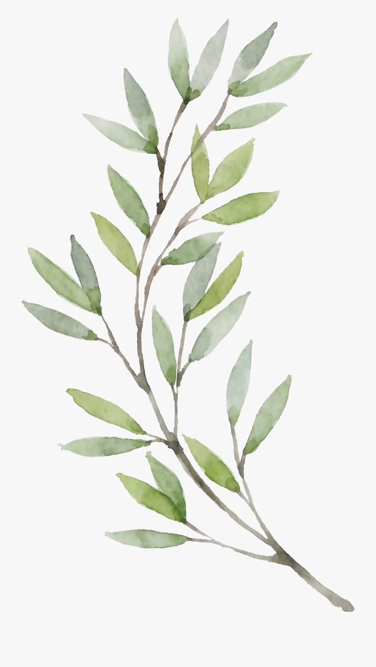 a branch with green leaves is shown against a white background