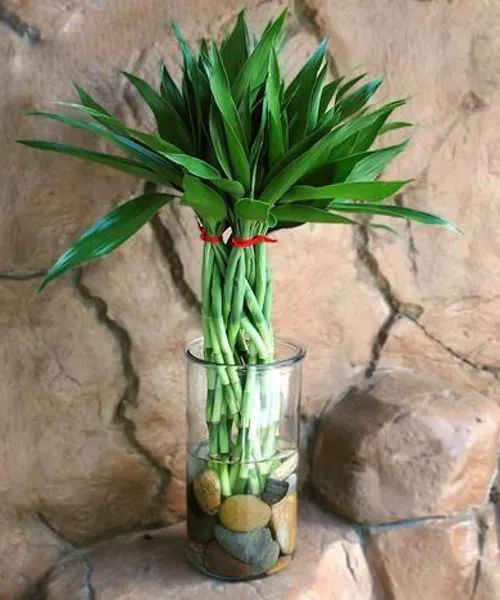 a plant in a glass vase with rocks and pebbles on the ground next to a rock wall