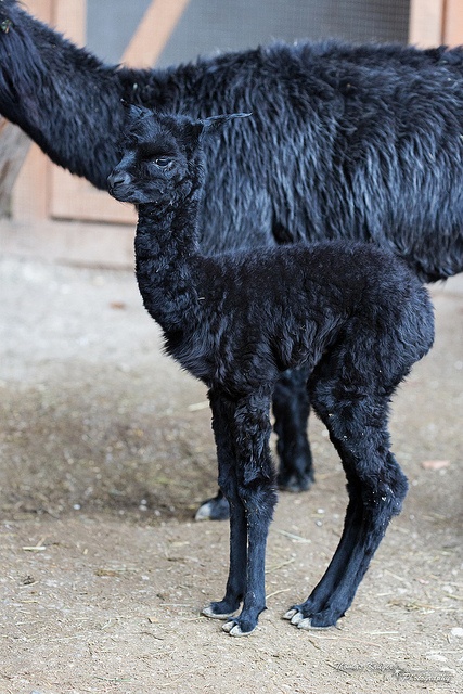 two black sheep standing next to each other on a dirt ground near a wooden door