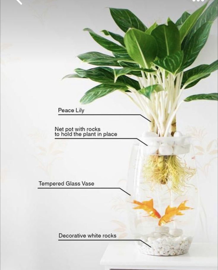 the parts of a houseplant in a glass vase