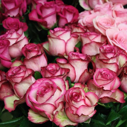 pink and white roses are arranged in a bouquet on display at a flower shop or florist