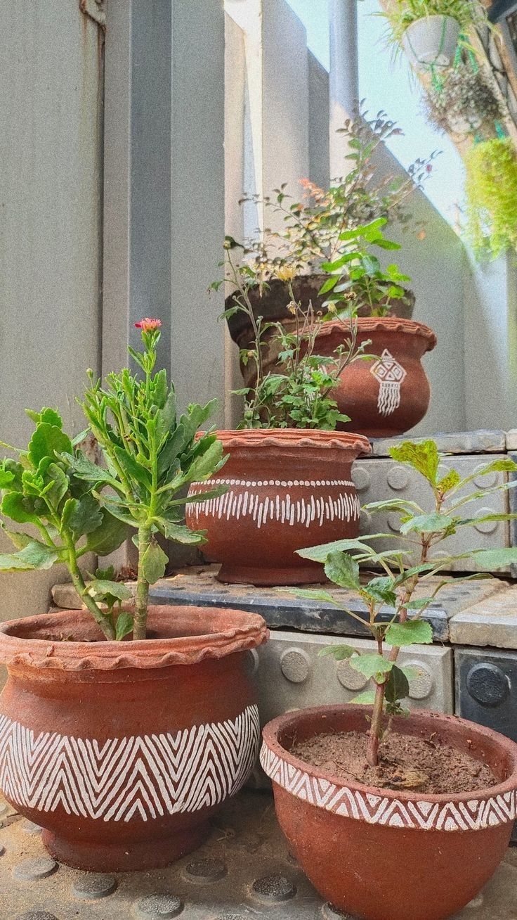 several clay pots with plants growing in them