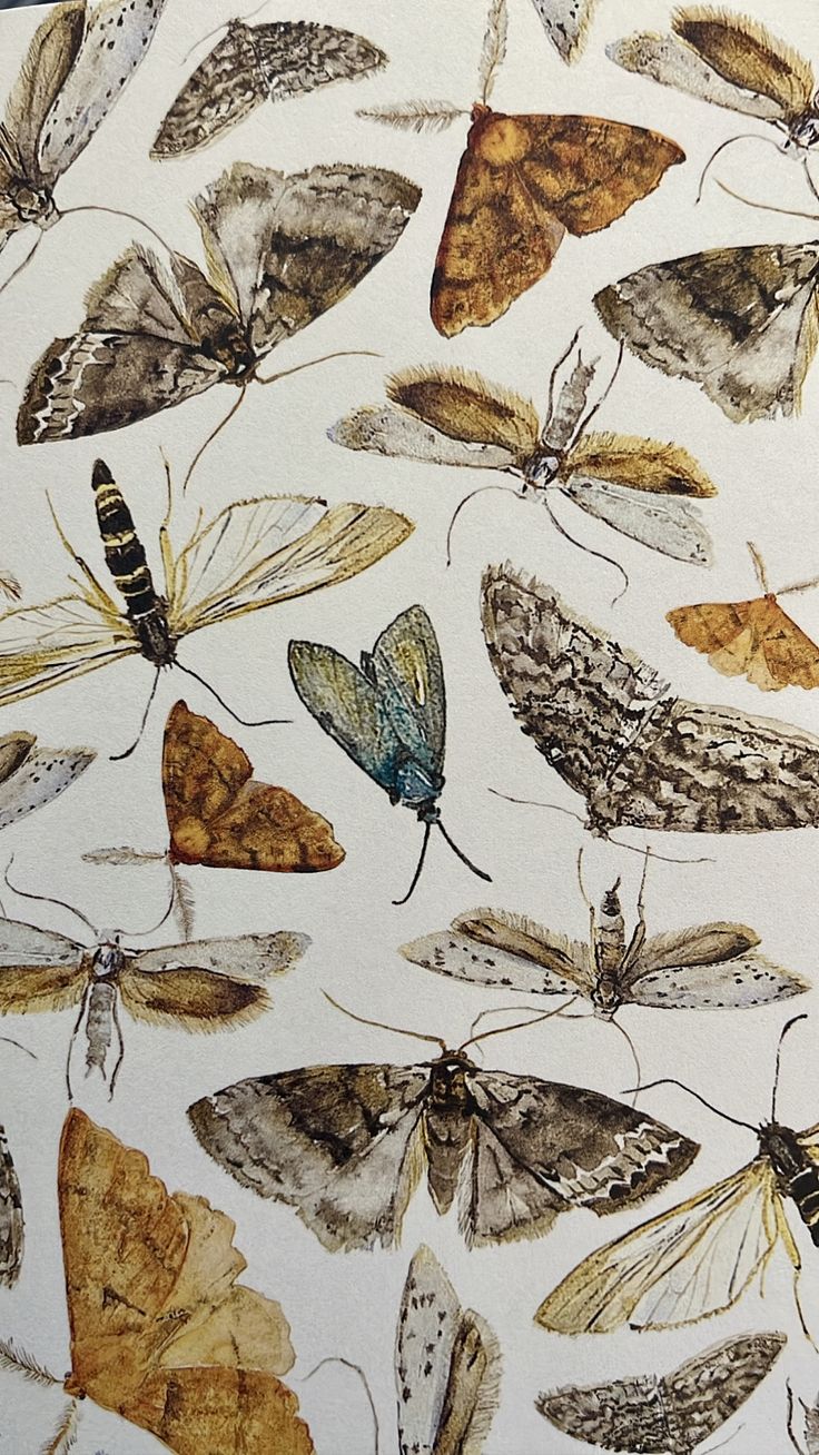 many moths are shown on a white background with brown and blue colors in the image