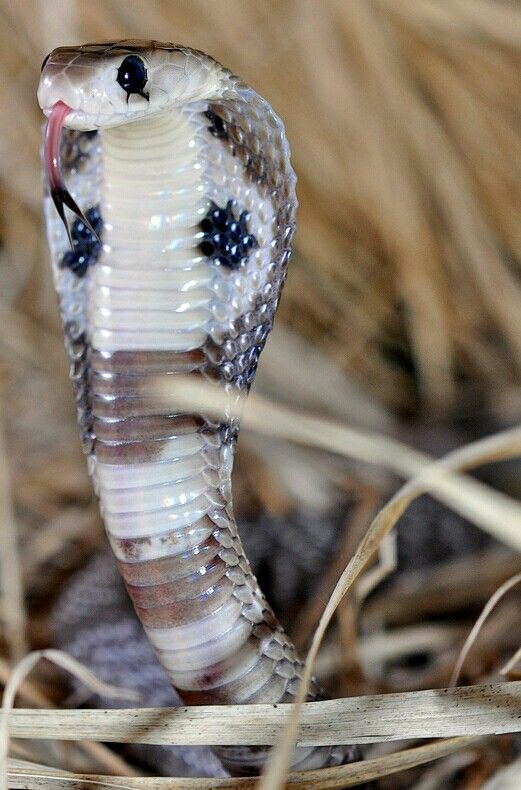 a close up of a snake on the ground