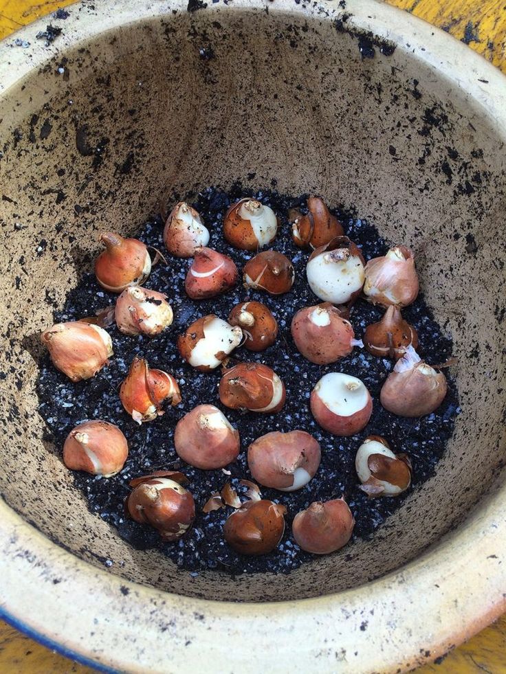 a bowl filled with lots of different types of mushrooms in dirt and sand on top of a wooden table