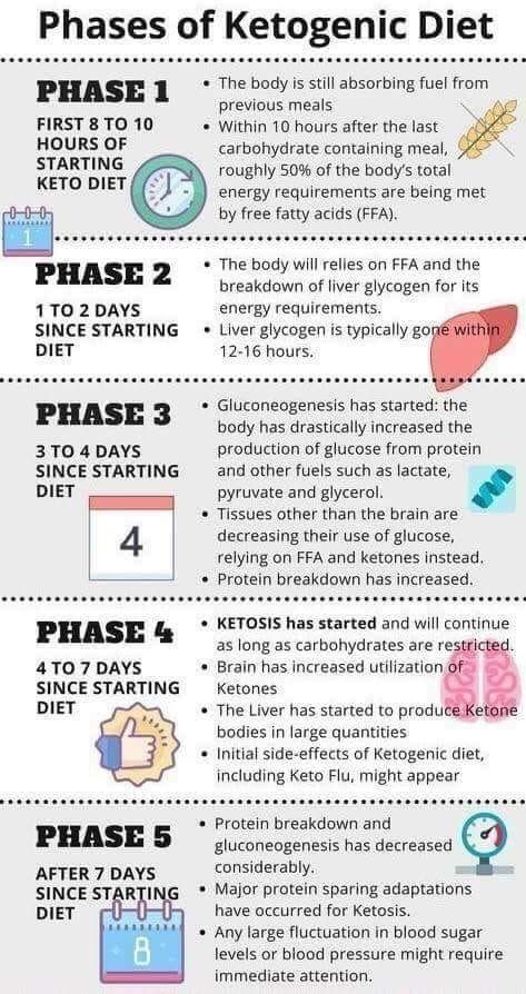 Keto Phases Keto Diet Guide, Keto Diet Breakfast, Starting Keto Diet, Starting Keto, Keto Diet Food, Keto Tips, Ketogenic Diet Meal Plan, Ketogenic Diet For Beginners, Ketogenic Diet Plan