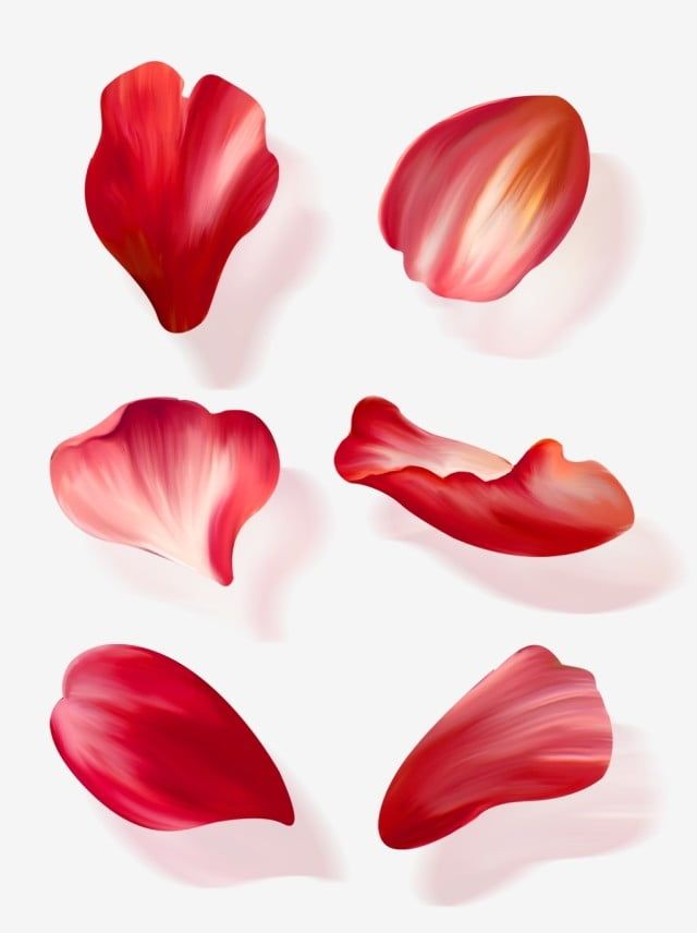 red petals on a white background are arranged in the shape of an oval and rectangle