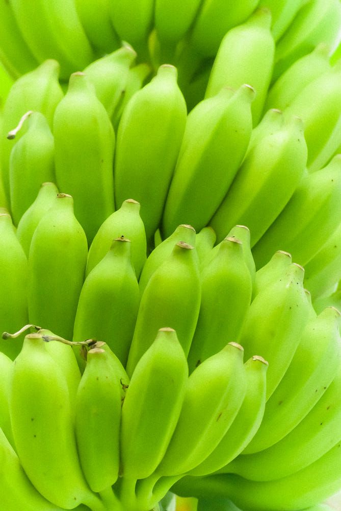 a bunch of green bananas hanging from a tree