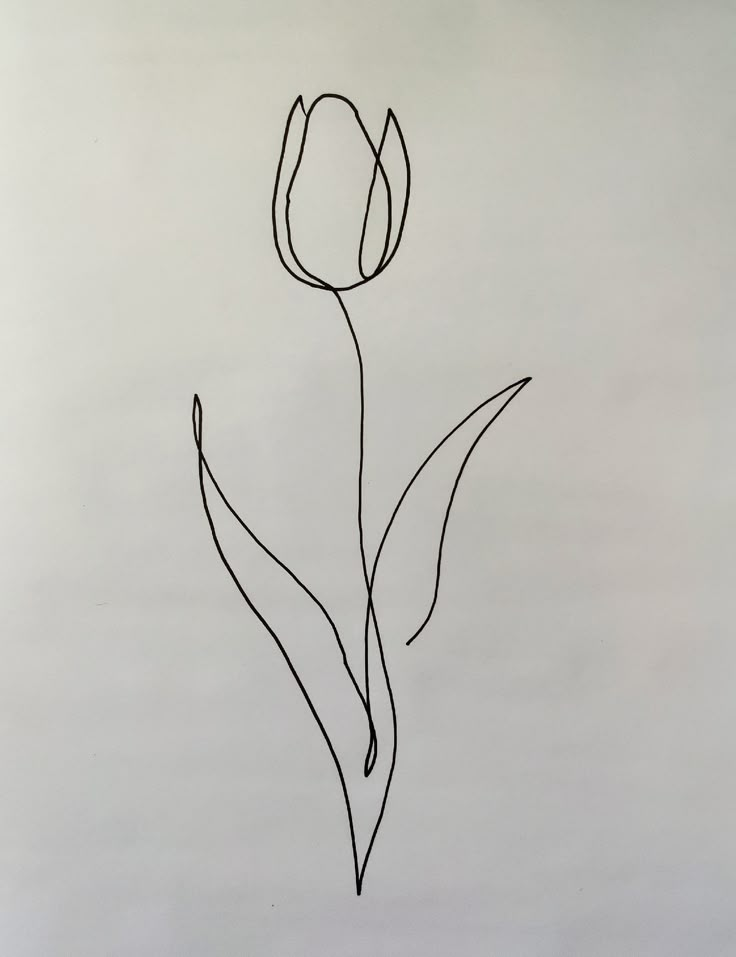 a drawing of a single tulip on a white paper with black lines in the middle