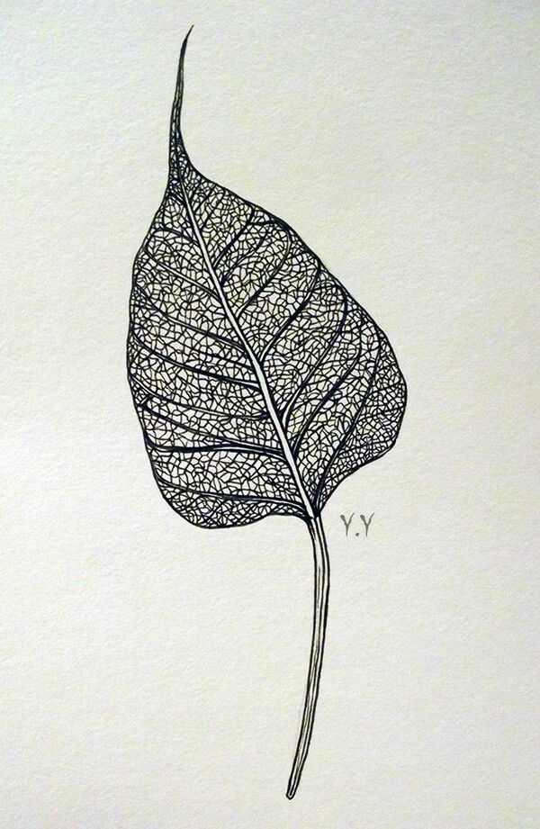 a black and white drawing of a leaf with the letter y on it's side