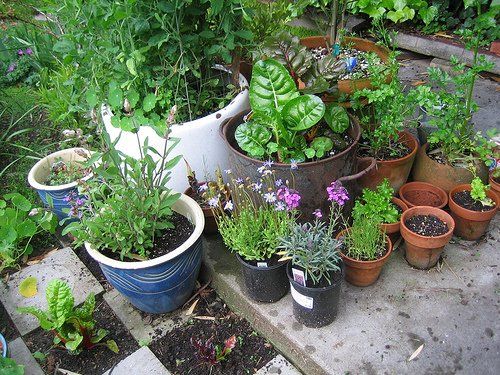 many potted plants are sitting on the steps