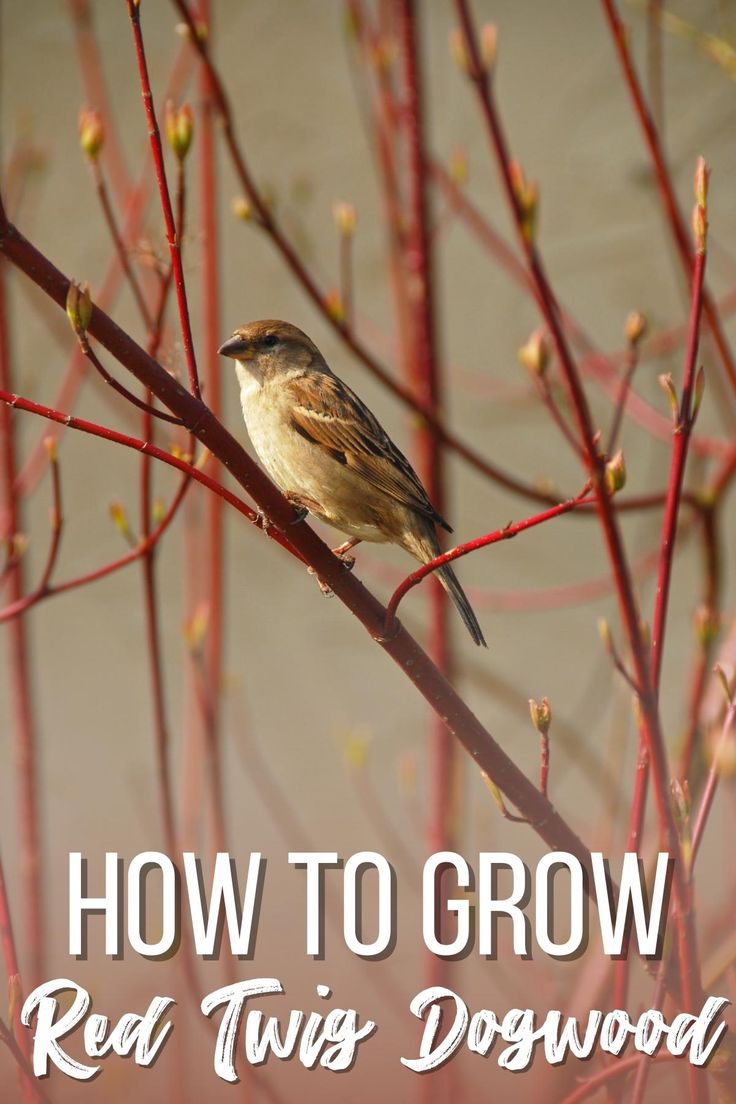 a bird sitting on top of a tree branch with the words how to grow red twigs