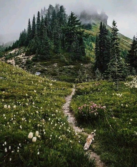 there is a trail going up the side of a mountain with trees on it and flowers in the foreground