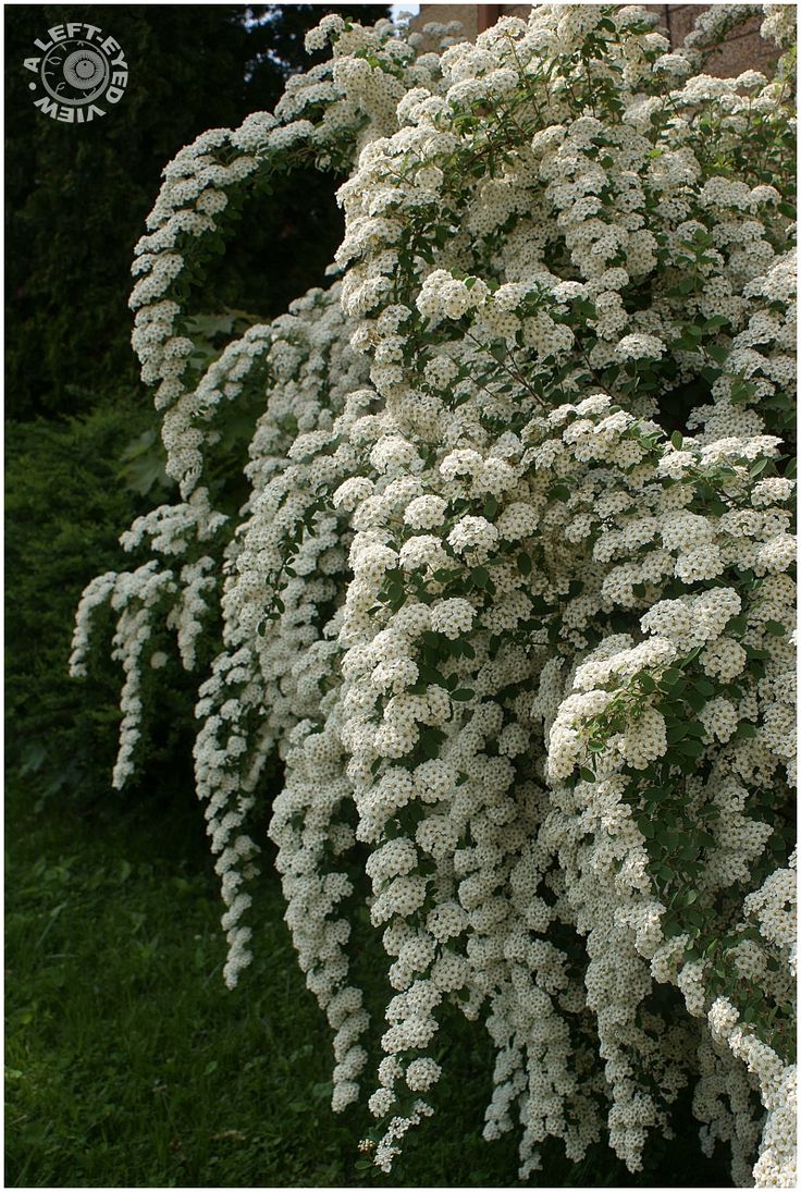 white flowers are blooming on the branches of a tree in front of a brick building